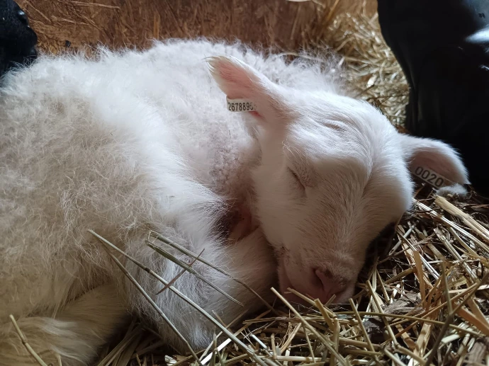 Pienen pieni karitsa nukkuu sykeröllä olkien päällä.