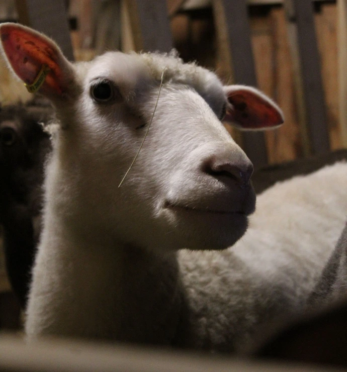 Utelias valkoinen lammas lähikuvassa Onnenmaan tilalla.