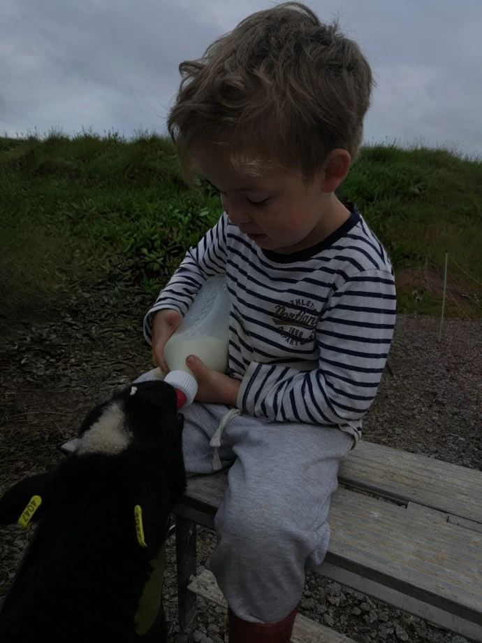 Pieni poika juottaa tuttipullosta karitsaa.