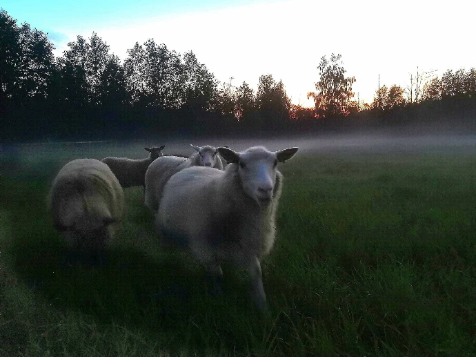 Laiduntavat lampaat aamu-usvaisella pellolla Onnenmaan tilalla.