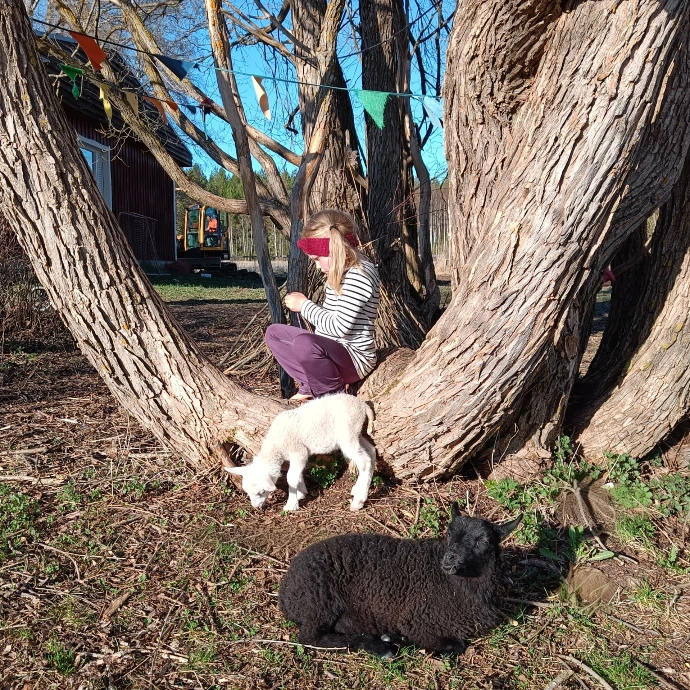 Lapsi seuraamassa pienen karitsan touhuja suuren pihapuun juurella Onnenmaan tilalla.
